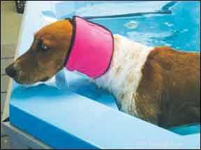 Cuffie da nuoto per cani?