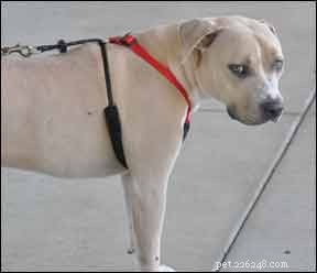 Examen du produit de harnais anti-traction pour chien