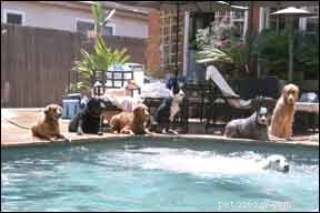 この夏、プールの周りで犬を安全に保つ 