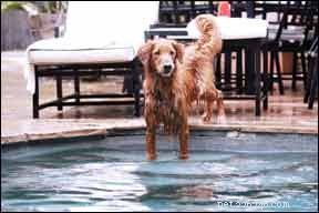 この夏、プールの周りで犬を安全に保つ 