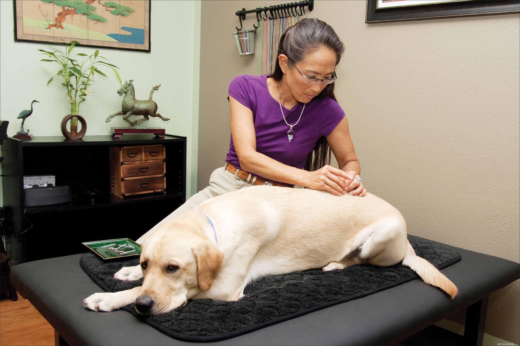 Använda veterinärmedicinsk akupunktur som en kompletterande läkningsmetod