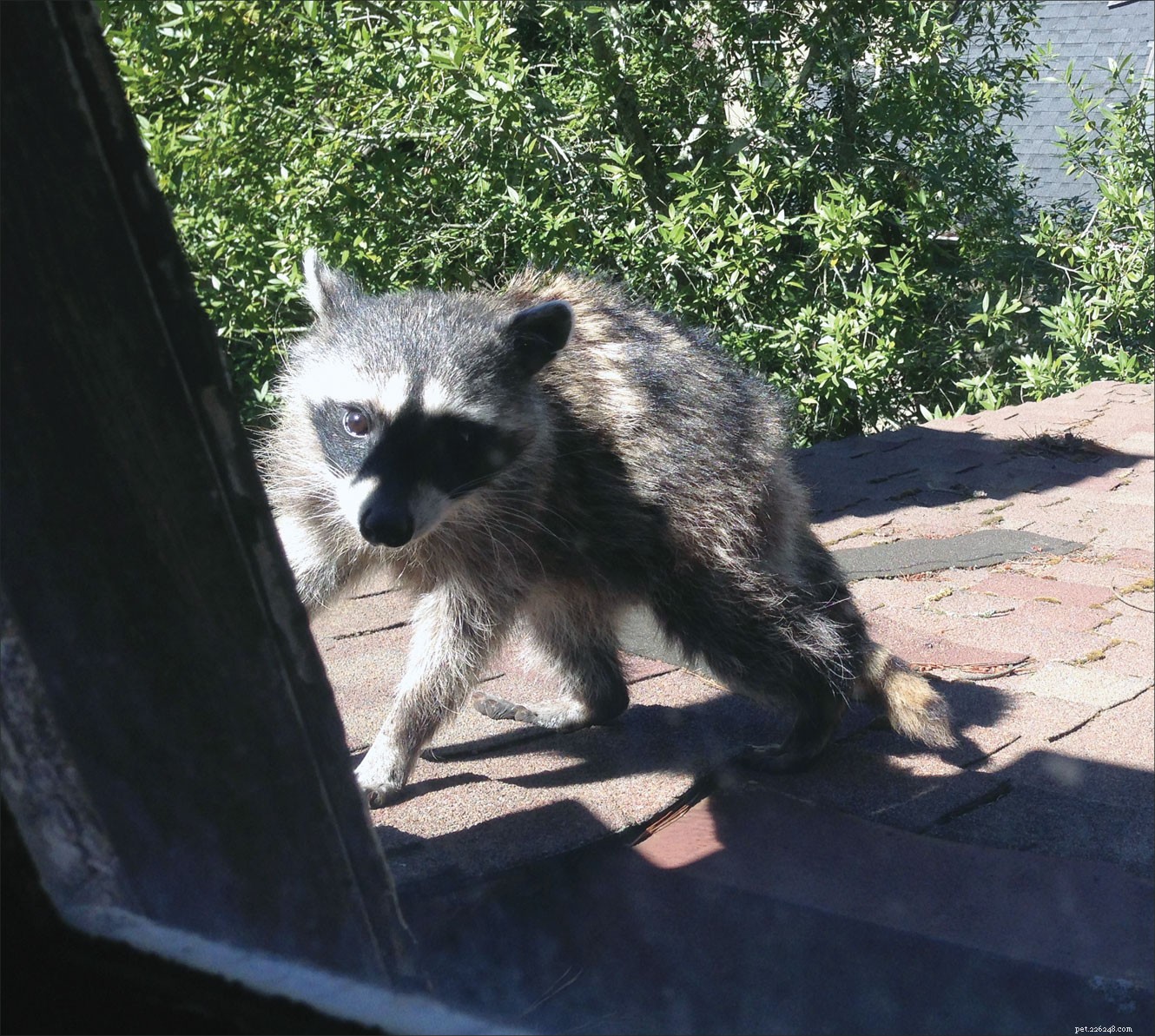 Uppdatering av Raccoon Attack