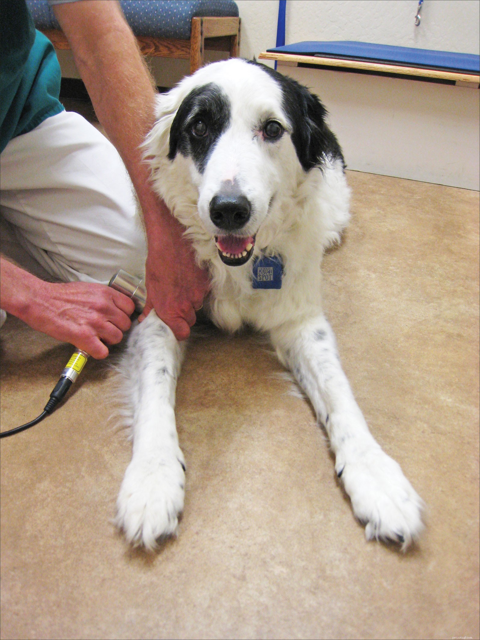 Рассмотрите вариант светотерапии для реабилитации вашей собаки