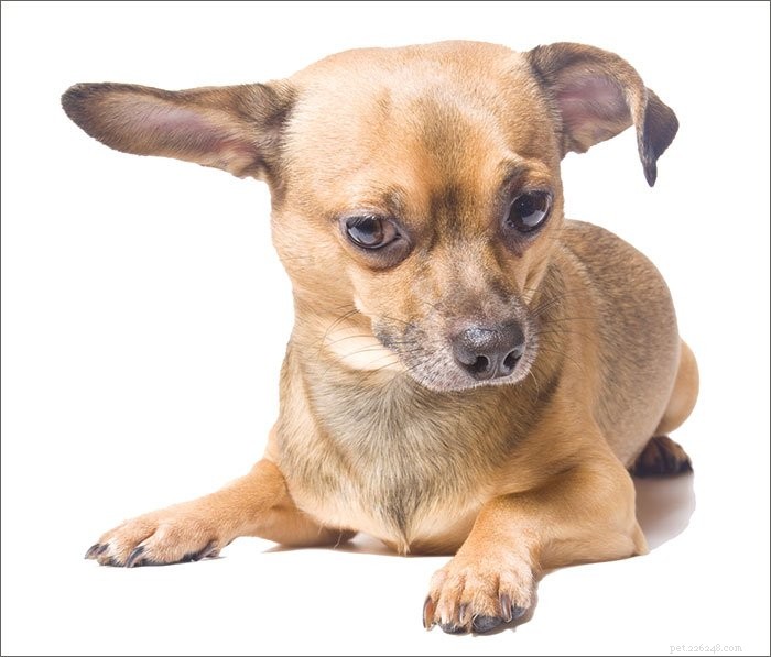 Behandeling voor hematomen in het oor van uw hond