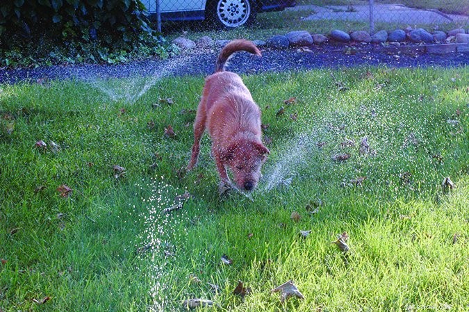 Intossicazione da acqua nei cani