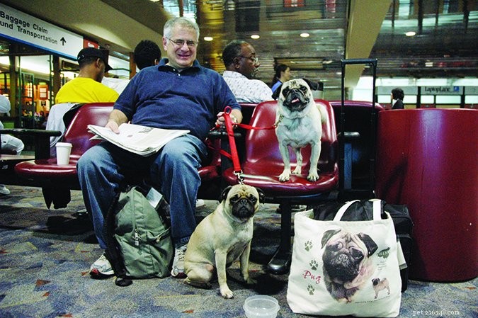 Je hond voorbereiden op vliegtuigreizen