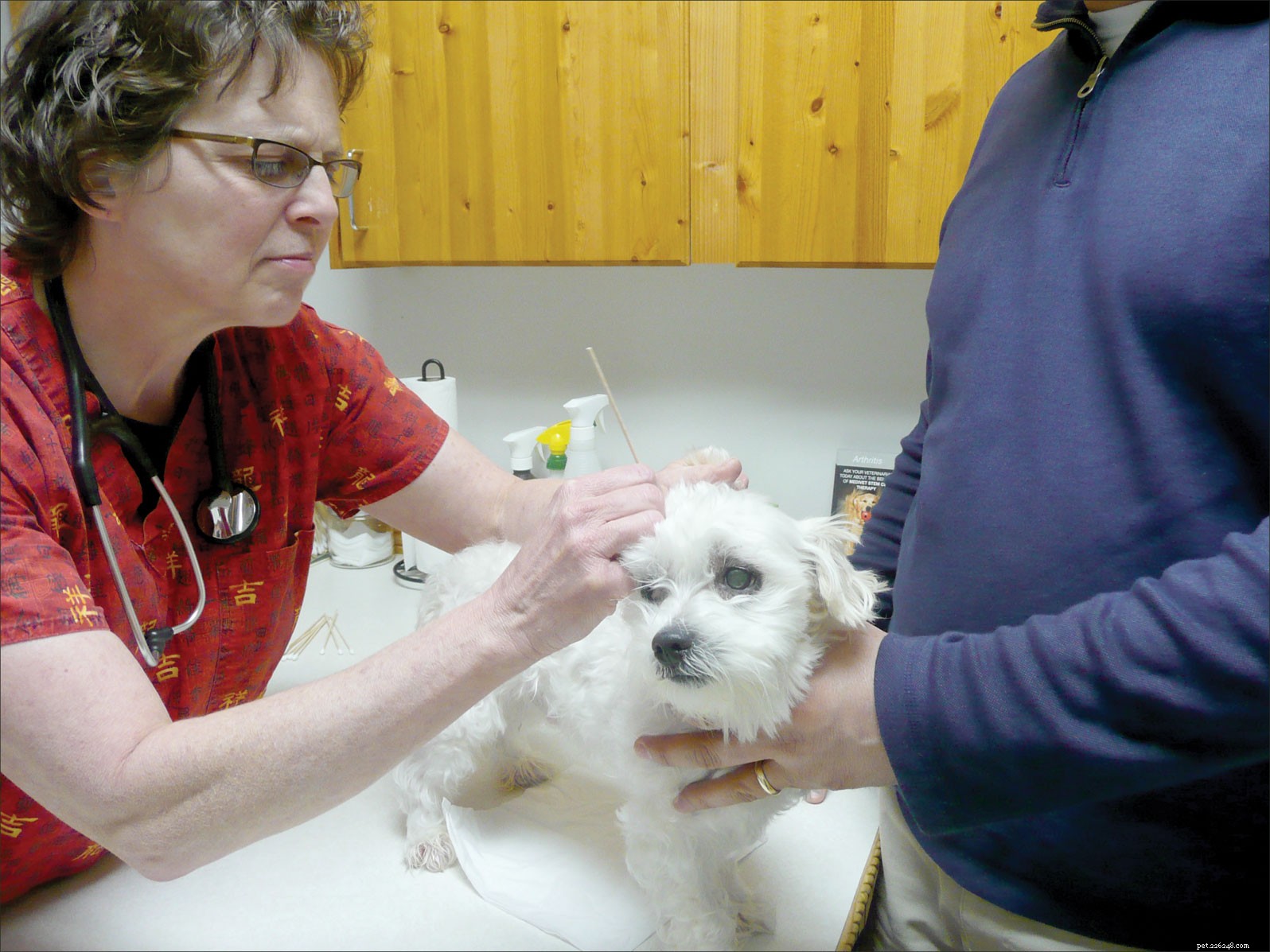 Уход и профилактика ушных инфекций у вашей собаки