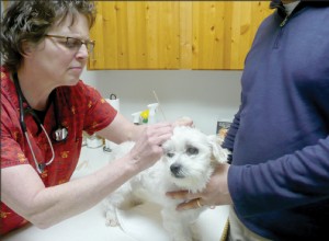 강아지의 귀 감염 관리 및 예방