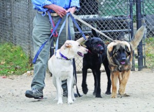 Encontrar um passeador de cães confiável