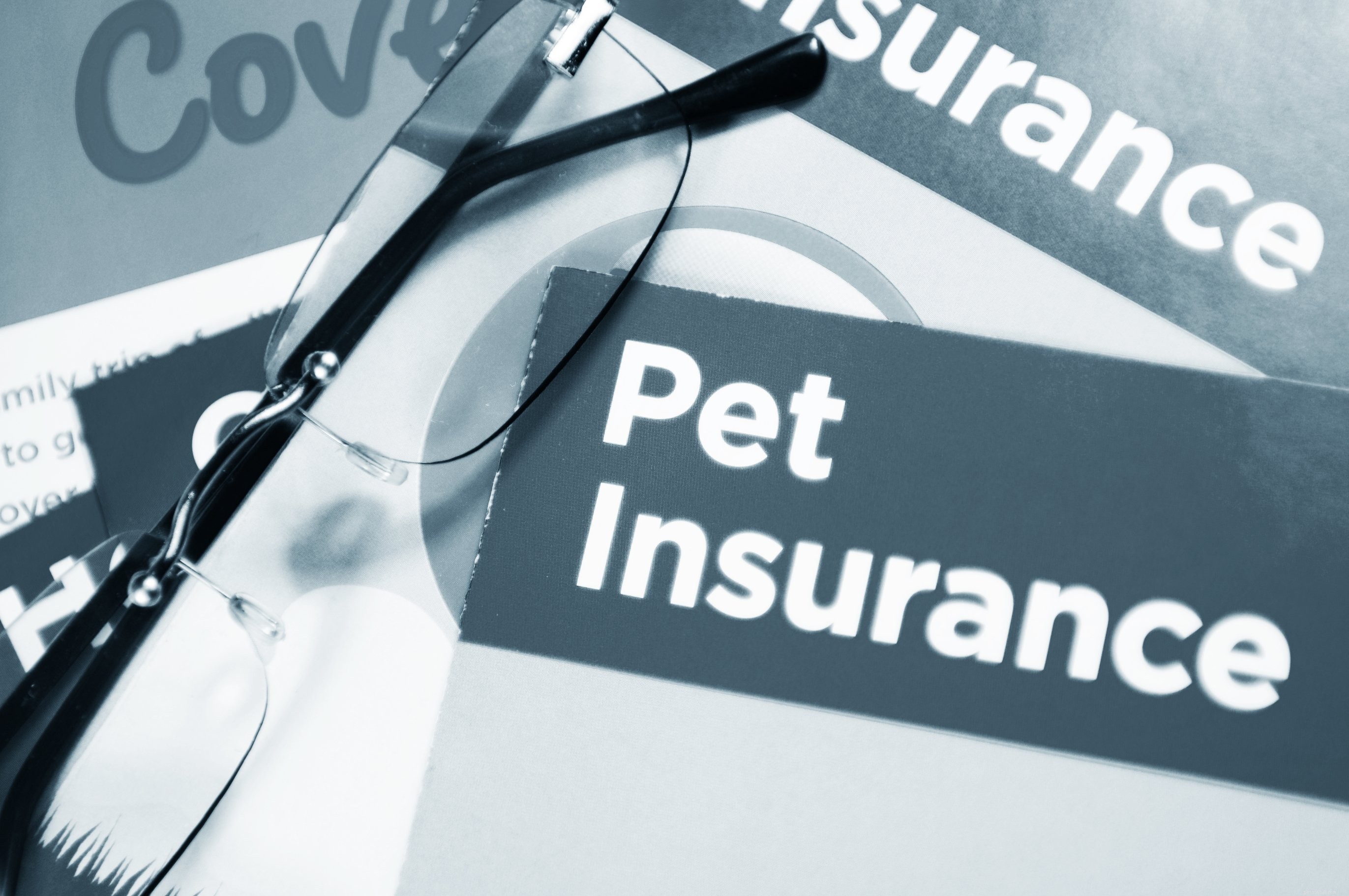 Assicurazione per animali domestici per cani