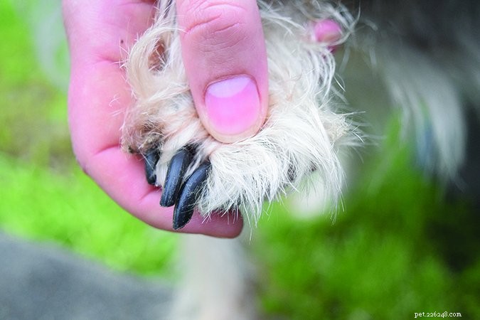 A importância de aparar as unhas dos cães