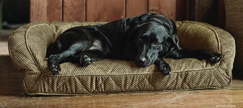 As melhores camas ortopédicas para cães