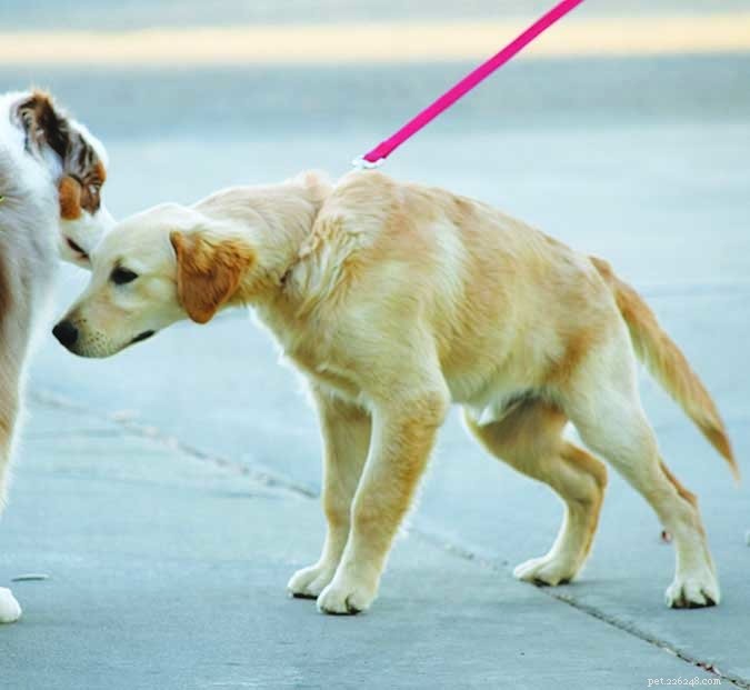 Kan een halsband de schildklier van een hond beschadigen?