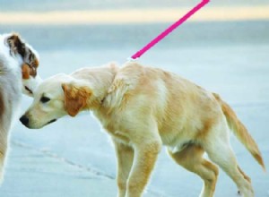 首輪は犬の甲状腺に損傷を与える可能性がありますか？ 