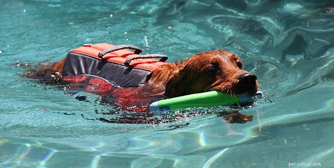 Mantenha seu cão protegido contra perigos de água