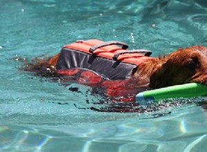 あなたの犬を水の危険から安全に保つ 