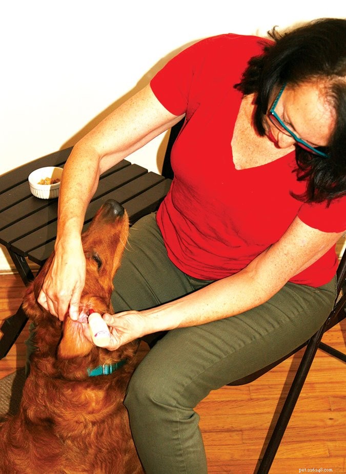 犬に点耳薬を与える方法 