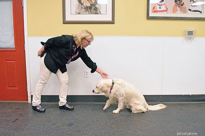 Chycení svého psa za obojek:Proč a jak cvičit