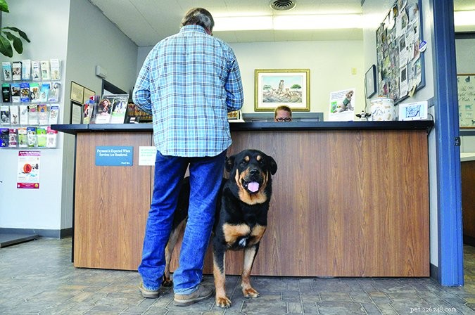 Ziektekostenverzekering voor honden in 2018