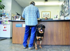 2018年の犬の健康保険 