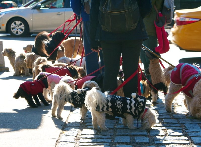 App per dog walking:sono sicure?