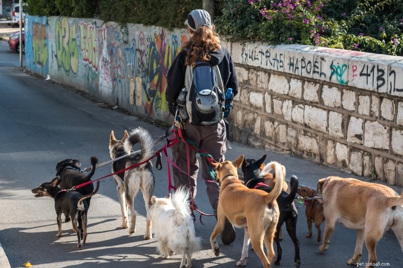 Applications de promenade pour chiens :sont-elles sûres ?