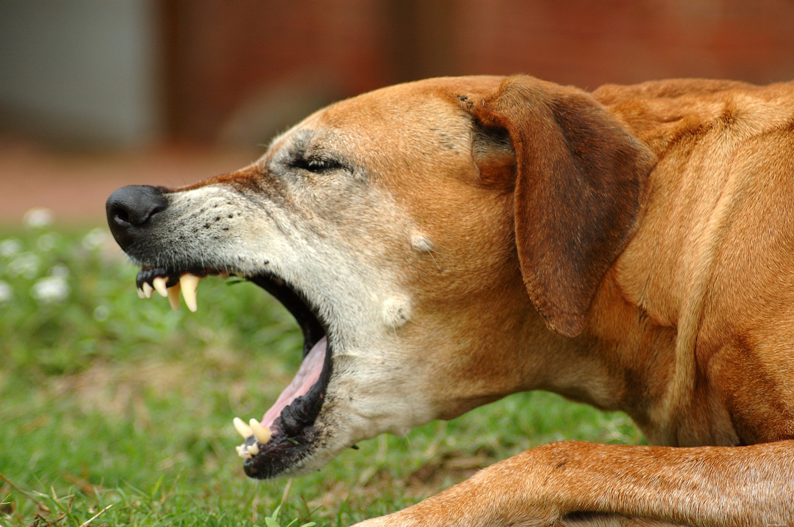 5 důvodů, proč krmit svého psa syrovým medem