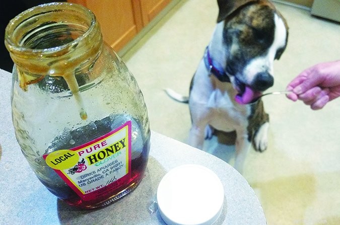5 motivi per nutrire il tuo cane con miele crudo