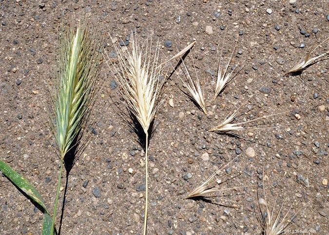 Foxtail Grass:서부 개를 위한 파괴의 차양