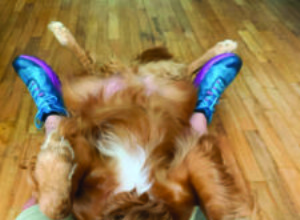 Brousky vs. Clippers:Co je nejlepší pro nehty vašeho psa?