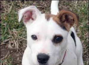 激しい行動修正プログラムが1匹の子犬の命をどのように救ったか 