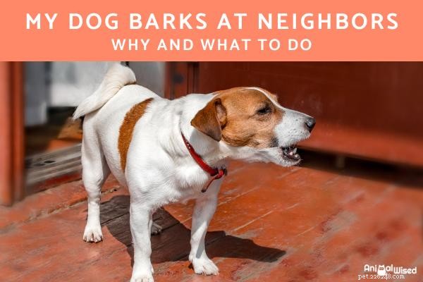 Min hund skäller på grannarna