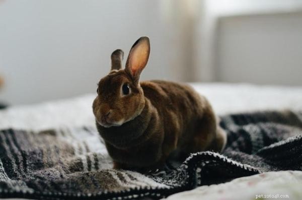 Come disciplinare il tuo coniglio con un rinforzo positivo