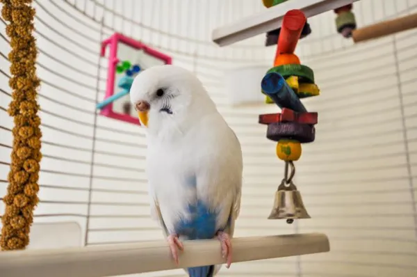 앵무새를 위한 최고의 장난감 - 잉꼬를 즐겁게 하고 건강하게 유지