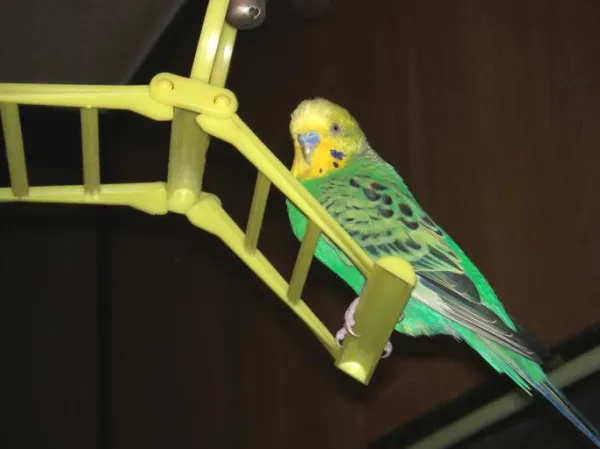 Bästa leksaker för parakiter - Håll dina parakiter underhållna och friska