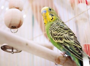 Bästa leksaker för parakiter - Håll dina parakiter underhållna och friska