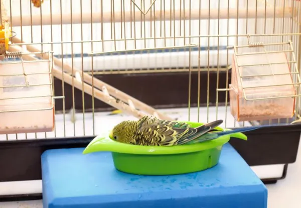 앵무새를 위한 최고의 장난감 - 잉꼬를 즐겁게 하고 건강하게 유지