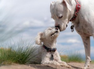 Jak socializovat štěně s jinými psy