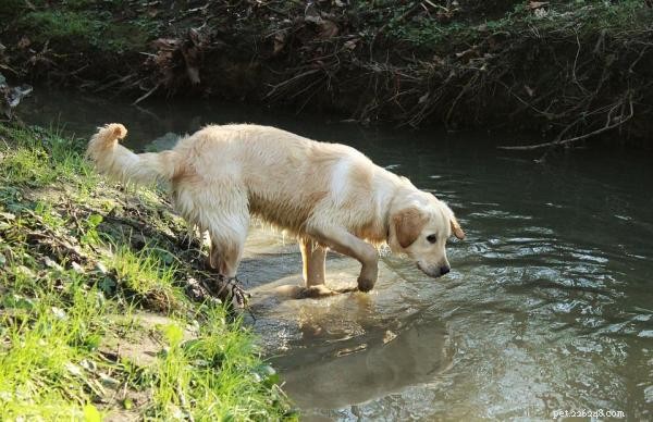 우리 강아지는 물을 무서워합니다