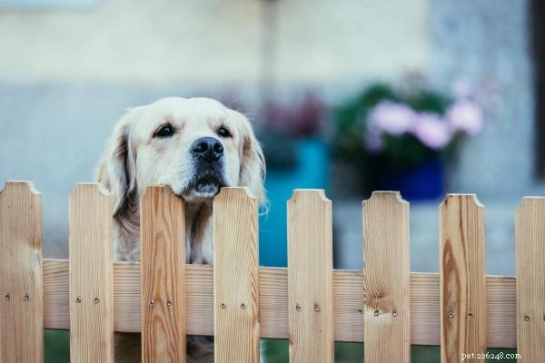 Como construir um cercadinho para cães?