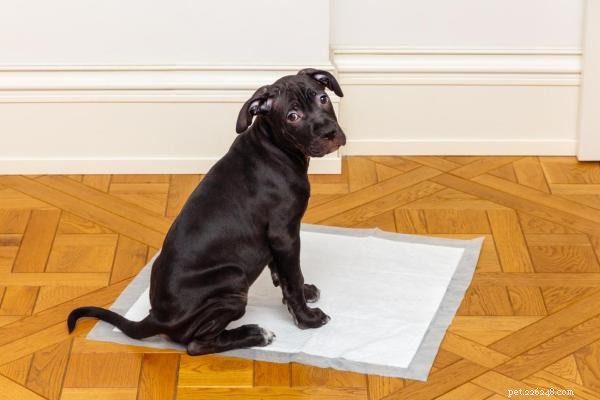 Jak naučit své štěně na nočník používat jednorázovou podložku
