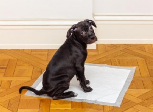 使い捨てパッドを使用するように子犬をトイレトレーニングする方法 