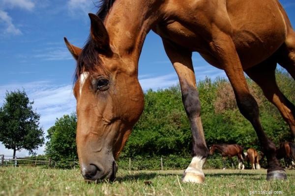 Por que os cavalos comem seu próprio esterco?