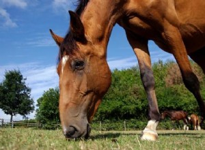 Por que os cavalos comem seu próprio esterco?