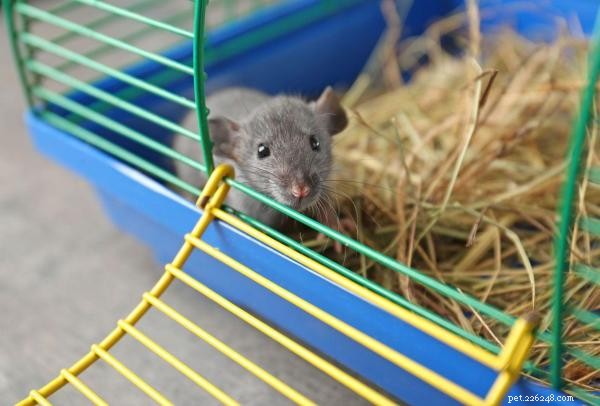 Melhore a gaiola do seu rato de estimação adicionando alguns acessórios caseiros