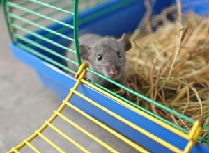 Melhore a gaiola do seu rato de estimação adicionando alguns acessórios caseiros