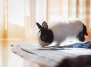 Varför springer min kanin i cirklar? Möjliga orsaker och lösningar