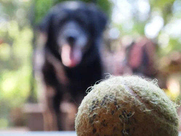 Varför är min hund besatt av sin boll?
