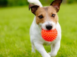 Por que meu cachorro é obcecado por sua bola?