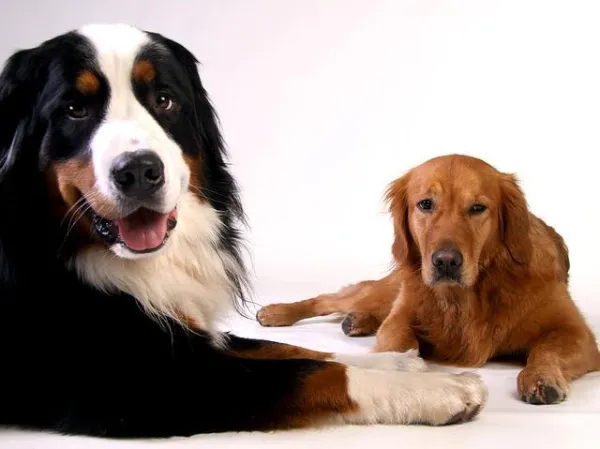 Hundsvartsjuka - tecken och vad man ska göra
